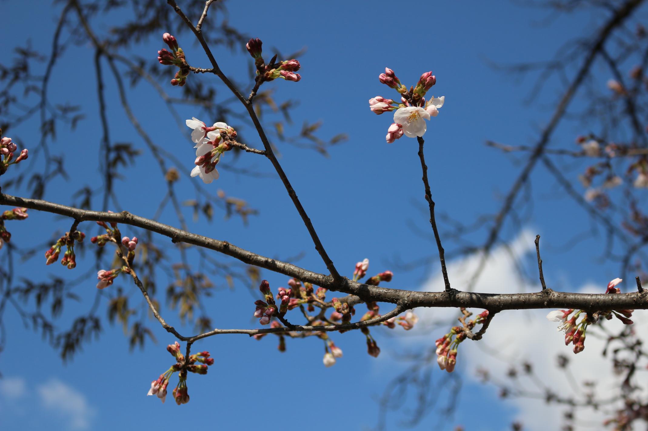IMG_8130 IMG_8130