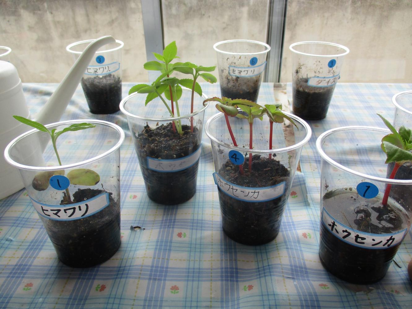 IMG_0779 IMG_0779