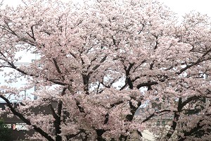0409(1)