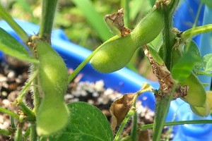 0709(11) 0709(11)