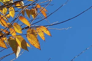 1129(14) 1129(14)
