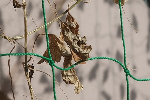 1202(4) 1202(4)