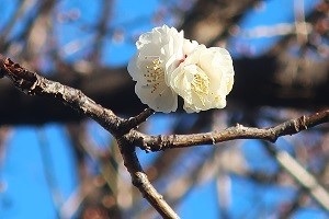 0131(16)