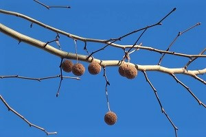 0207(15) 0207(15)