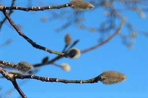 0207(17) 0207(17)