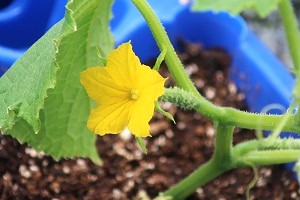 0509(9)