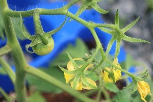 0509(10) 0509(10)