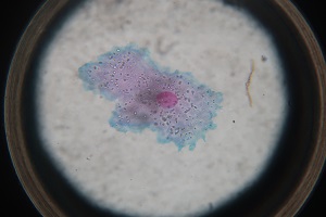 0703(10) 0703(10)