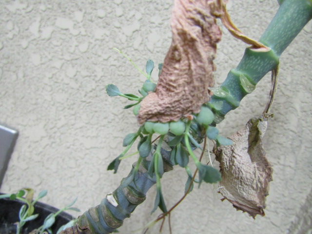 IMG_5480 IMG_5480