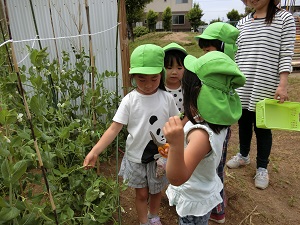 野菜栽培 野菜栽培