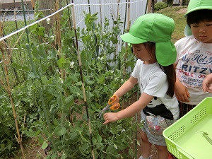 野菜栽培 野菜栽培