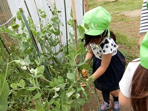 野菜栽培 野菜栽培
