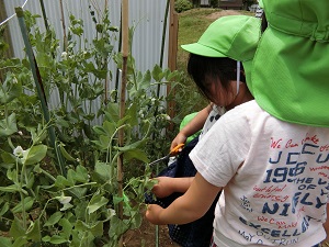 野菜栽培 