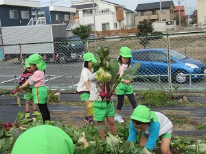 大根掘り (8)