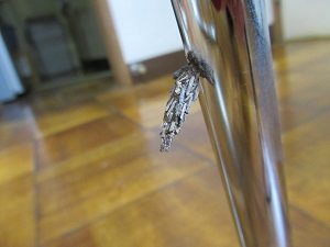 みのむし みのむし