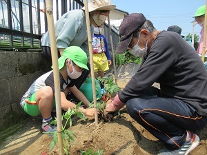 夏野菜 (8) 夏野菜 (8)