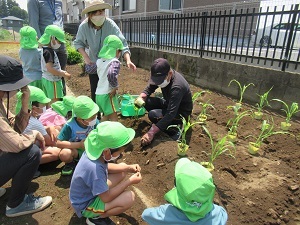 夏野菜 (1) 夏野菜 (1)
