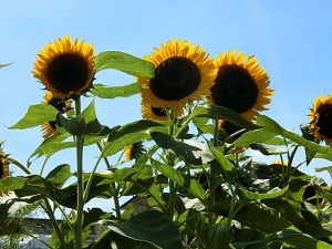 natuyasumi9 natuyasumi9