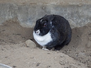 はなちゃん