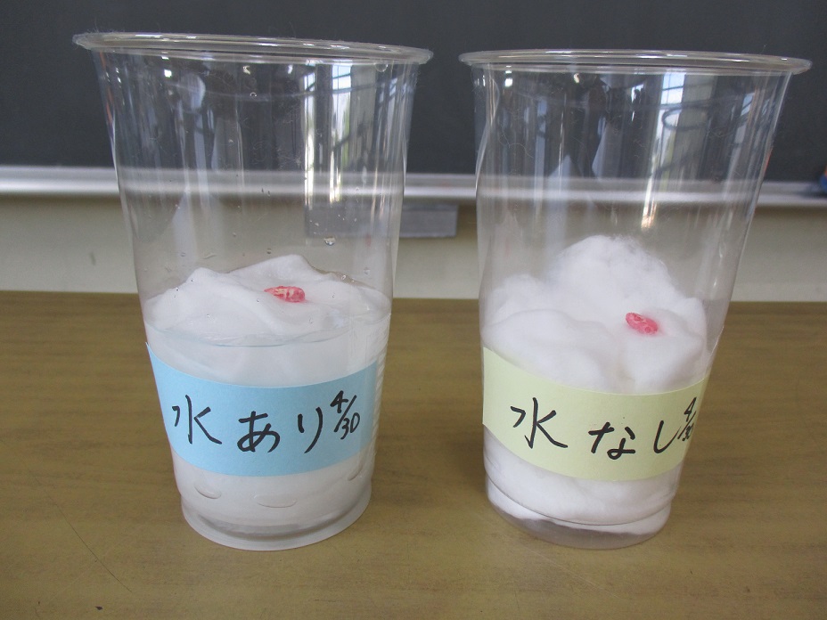 5年理科発芽 5年理科発芽