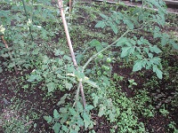 IMG_0406 IMG_0406