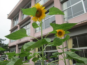 IMG_2035 IMG_2035