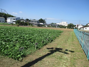 IMG_0633