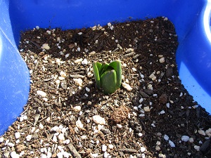 IMG_1495 IMG_1495