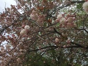 IMG_5932 IMG_5932