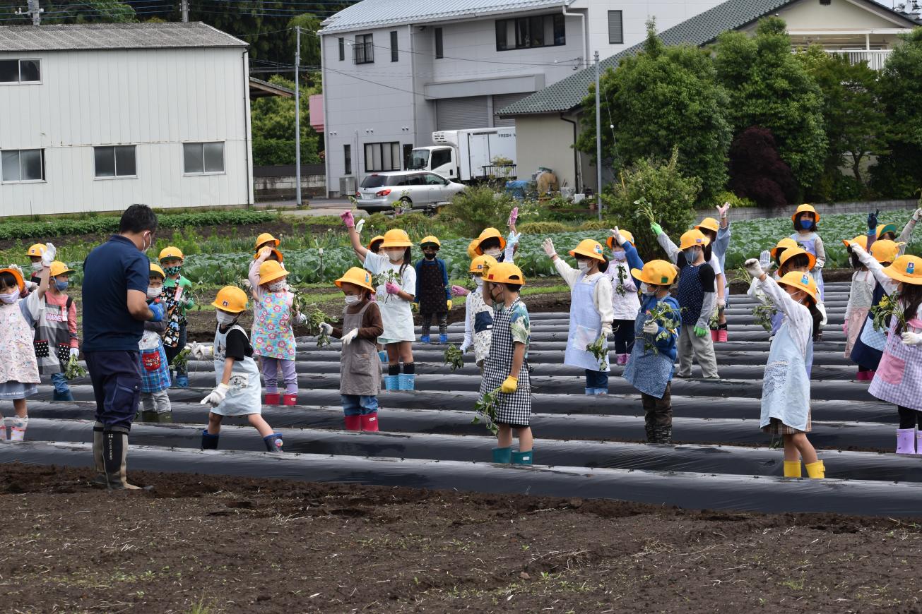 さつまいも栽培 さつまいも栽培