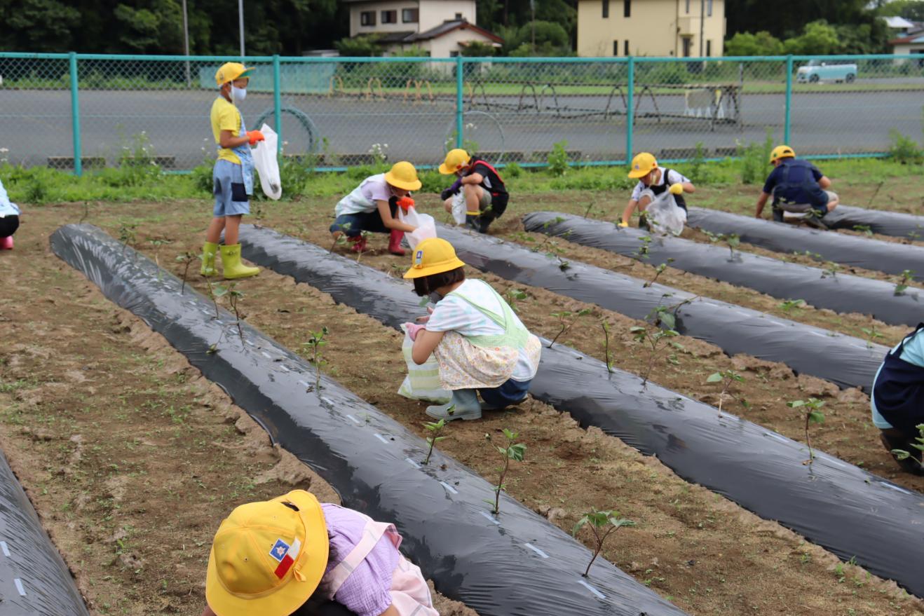 さつまいも栽培 さつまいも栽培