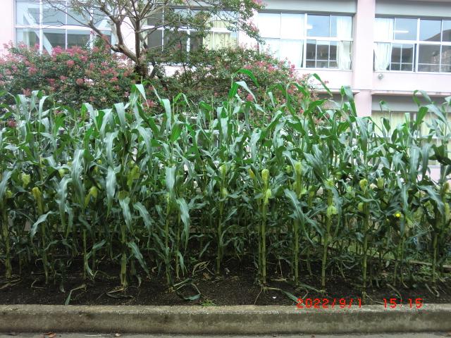 CIMG4277