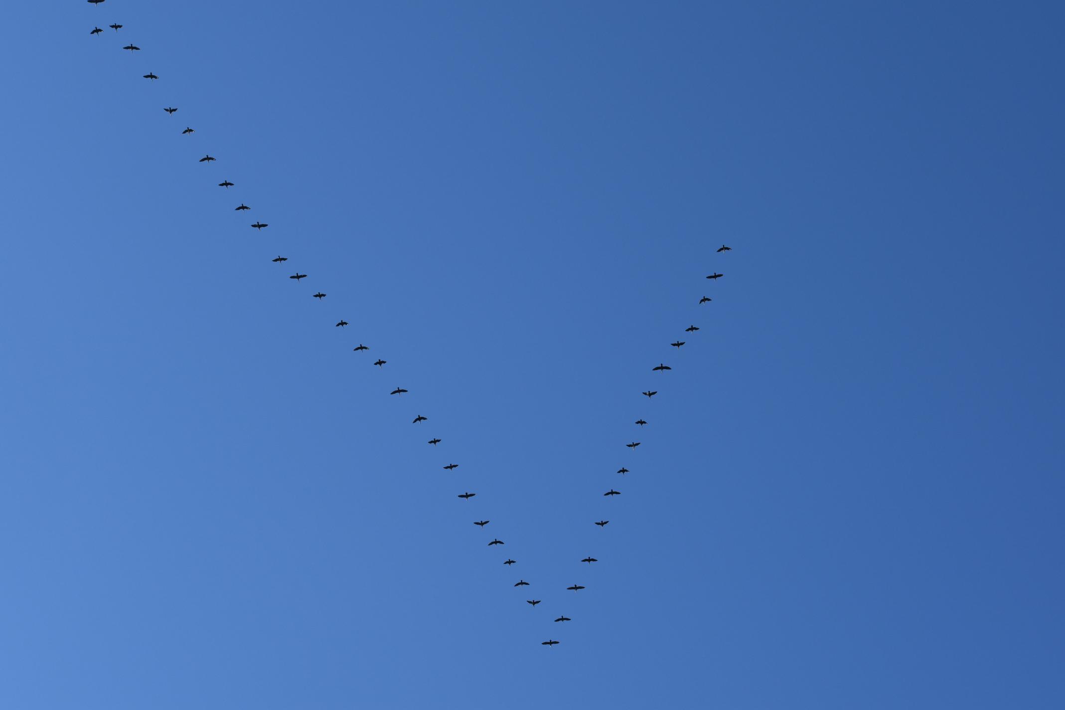 DSC_0521 DSC_0521