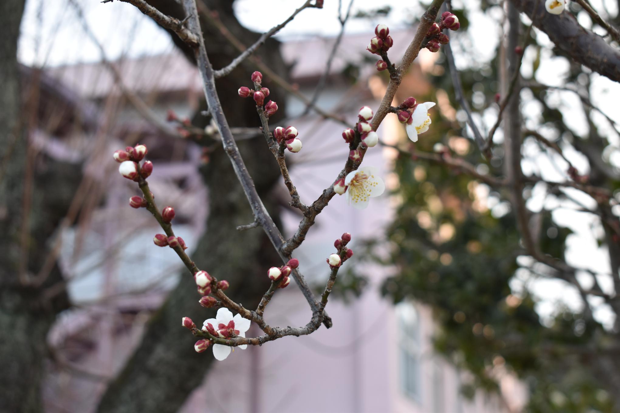 DSC_1060 DSC_1060