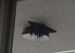 ツバメ ツバメ