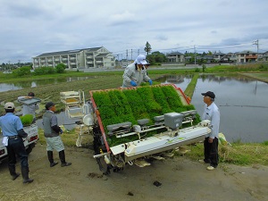 田植え