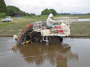 田植え