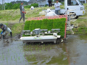 田植え