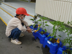水やり