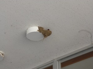 6月9日