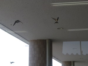 ツバメ ツバメ