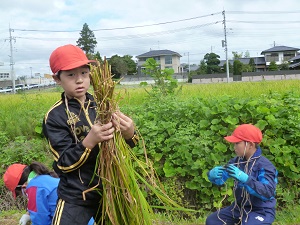 稲刈り 稲刈り