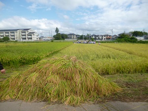 稲刈り