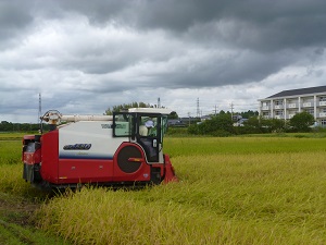 稲刈り 稲刈り