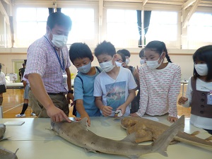 サメ