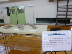 サメ