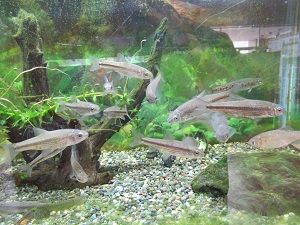 淡水
