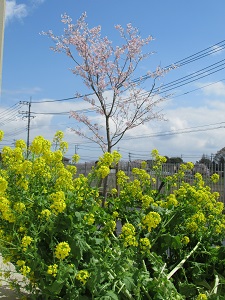 桜