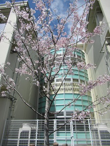 桜 桜