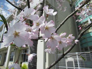 桜